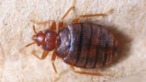 Jak skutecznie odstraszyć pluskwy – 6 naturalnych metod w kuchni
