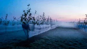 Zabezpieczone drzewka owocowe przed wiosennymi przymrozkami w ogrodzie